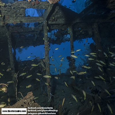 Colombo Black Coral Wreck